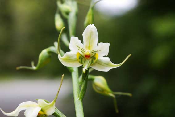 gavilea glandulifera